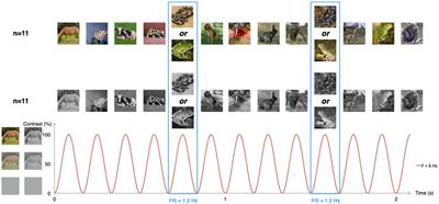 What determines the neural response to snakes in the infant brain? A systematic comparison of color and grayscale stimuli